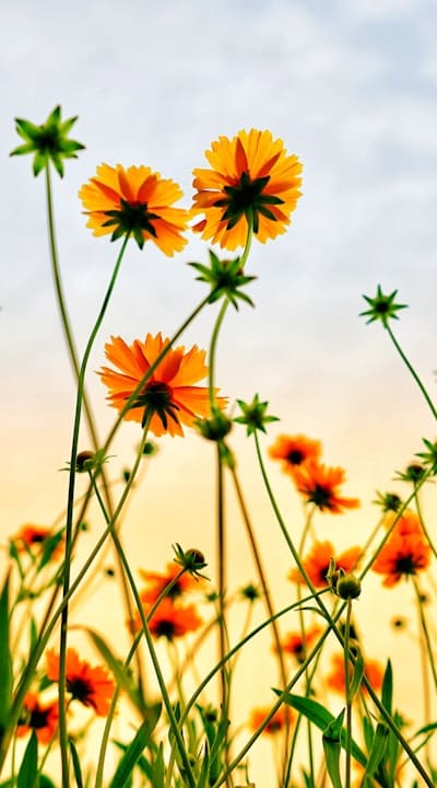 Majestic biennial flower with vibrant blossoms.
